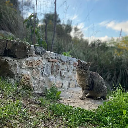 Cella Del Monaco Daire *